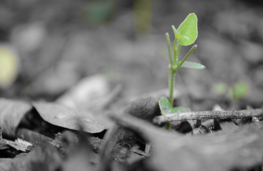 Body - 19 A plant growing in the middle of leaves.