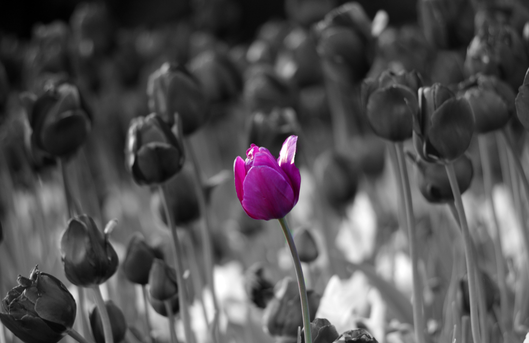Body - 31 A purple flower is in the middle of some plants.