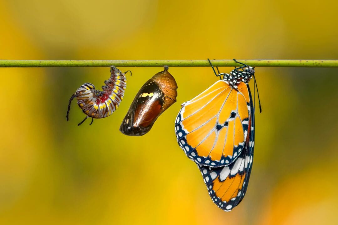 Body - 32 A butterfly hanging from a branch with its wings spread open.